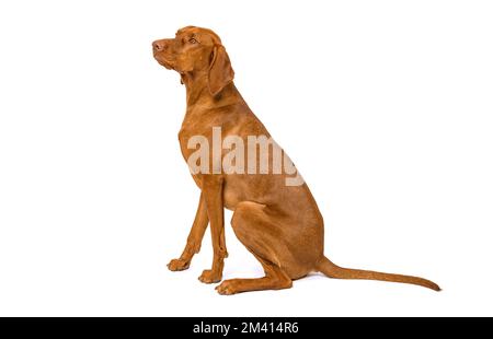 Wunderschönes ungarisches vizsla-Sitz-Studio-Porträt. Ganzkörper-Seitenansicht Jagdhund isoliert über weißem Hintergrund. Stockfoto