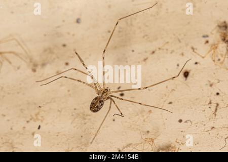 Kleine Kellerspinne der Art Physocyclus globosus Stockfoto