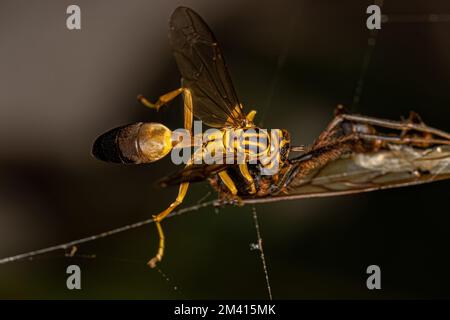 Erwachsene gesellige Papierwaspe der Art Agelaia pallipes Stockfoto