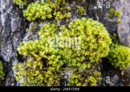 Mit Fruchtblüten, Tortella squarrosa, Pleurochaete squarrosa, auf einem Baum barck. Indikator für guten Lebensraum. Katalonien, Spanien Stockfoto