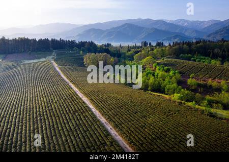 Die wunderschönen Anaseuli Teeplantagen in der Nähe von Ozurgeti in Guria aus der Vogelperspektive im frühen Morgenlicht mit Bergen im Hintergrund, Georgia Stockfoto