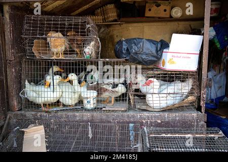 Interessante Szenen vom lokalen täglichen Markt in der Stadt Ozurgeti in der Nähe der Küste des Roten Meeres, einem Stand mit Enten und Hühnern, Georgia Stockfoto