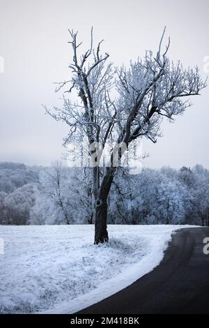 Gefrorener Baum in einer Schneelandschaft neben einer Straße in Deutschland Stockfoto