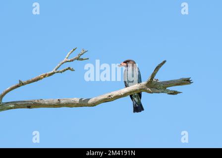 Der Dollarbird, das einzige Mitglied der Familie Roller, das Australien erreicht hat, ist ein Sommermigrant, der den südlichen Winter in Neuguinea verbringt. Stockfoto