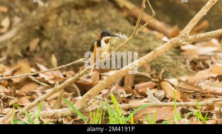 Der östliche Spinebill (Acanthorhynchus tenuirostris) ist eine Honigfresserart, die im Südosten Australiens in Wald- und Waldgebieten vorkommt; Stockfoto