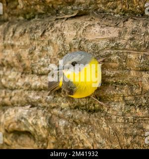 Östliches Rotkehlchen (Eopsaltria australis) ist ein australasisches Rotkehlchen an der Küste und der Subküste Ost-Australiens. Stockfoto