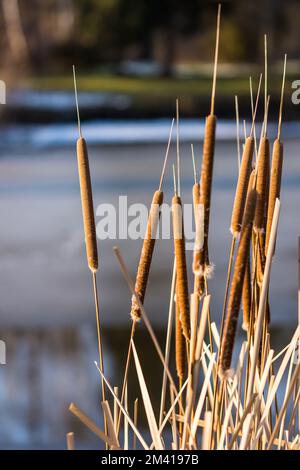 Gefrorene Schilfpflanze im Winter, See im Hintergrund. Stockfoto