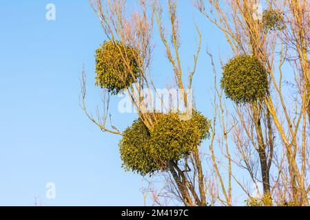 Mistelbüschel auf dem Baum. Parasitäre Pflanzen auf Baumästen. Stockfoto