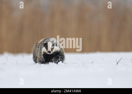 Der europäische Dachs (Meles meles) in einer verschneiten Landschaft in der Nähe eines Waldes im Winter. In Richtung Kamera. Stockfoto