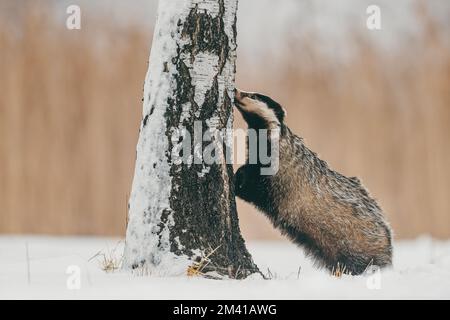 Der europäische Dachs (Meles meles) versucht, auf einen Baum zu klettern, um zu essen. Winter, viel Schnee, kalt. Stockfoto