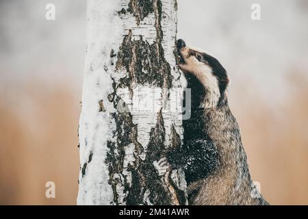 Der europäische Dachs (Meles meles) erntet Lebensmittel von einem Baumstamm, Porträt, Nahaufnahme. Winter, viel Schnee, kalt. Stockfoto