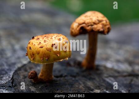 Nahaufnahme von Pilzen, die auf einem verfallenden Baumstumpf wachsen Stockfoto