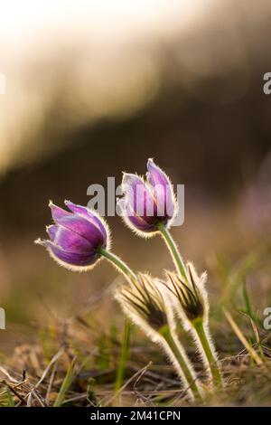 Pasque-Blume pulsatilla wächst auf der Wiese. Wunderschöne Blüte der Frühlingsblume. Schöner Sonnenuntergang im Hintergrund. Makrodetails mit bunten Blüten und hübschen Stockfoto