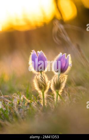 Pasque pulsatilla Blume. Frühlingsblüte im Hintergrund des Sonnenuntergangs, blühende Wiese. Schöne Details, bunter Bokeh Stockfoto