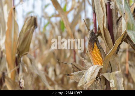 Ernte, Maisstängel und Ähren sind auf dem Feld zu sehen. Stockfoto