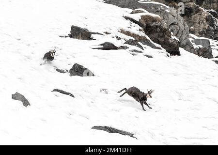 Herausforderung in den Alpen, Chamois-Männer kämpfen (Rupicapra rupicapra) Stockfoto