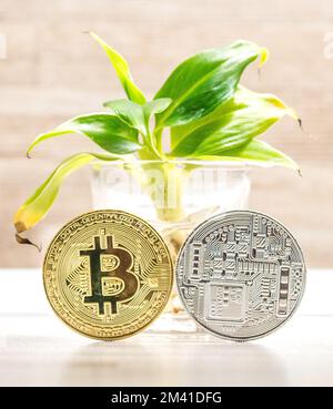 Goldmünze und silberne Bitmünze unter einem kleinen Bananenbaum in Glas. Symbol für Kryptowährungen. Stockfoto