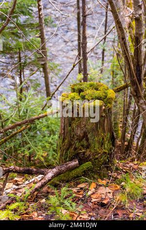 Der Baumstumpf im Wald mit neuen jungen Pflanzen, die auf dem Baumstumpf wachsen. Grüne Frühlingsfarben. Stockfoto