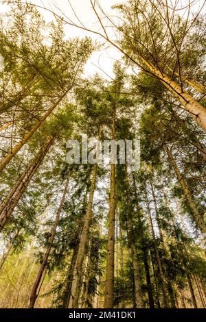 Blick auf die Zweige auf dem Baum in den Farben des Sonnenuntergangs. Magische Sonnenstrahlen in Wald und Bäumen. Stockfoto