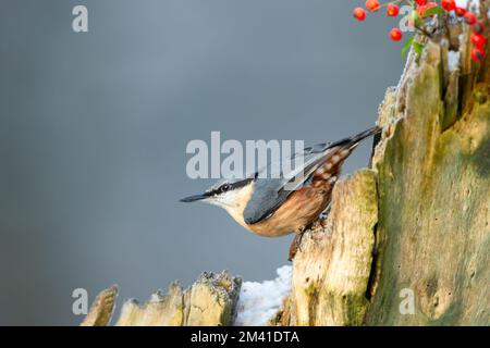 Nuthatch, Wissenschaftliche Bezeichnung: Sitta Europaea. Nahaufnahme eines Nuthatch im Winter, nach links gerichtet und hoch oben auf einem Baumstumpf mit Schnee und Beeren. Leertaste für Stockfoto