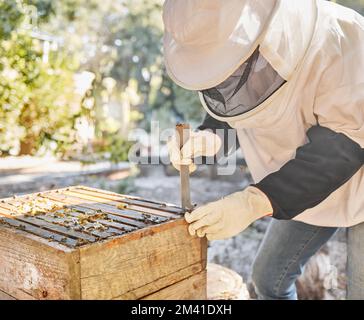 Bienenzüchter, Bienen und Honigerzeugungsverfahren für die Gewinnung von natürlichem organischem Wachs, nachhaltige Landwirtschaft und Arbeiter in der Honigwabenindustrie im landwirtschaftlichen Betrieb Stockfoto