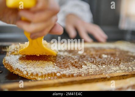 Bienenzucht, Wabenwabe und Hände mit Werkzeugen für Honigsammlung, Honigextraktion und Produktionsprozess. Natur, Landwirtschaft und Imker mit Ausrüstung Stockfoto