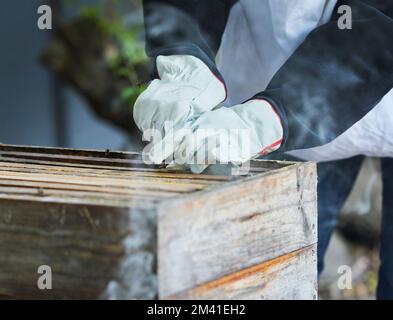 Bienenzucht, Kastenrahmen und Imker, die auf Honigzuchtbetrieben für Waben, die Gewinnung von organischem Wachs und den natürlichen Landbau arbeiten. Bienen Stockfoto