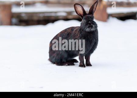 Wunderschönes, flauschiges, schwarzes Kaninchen im Winter im Park oder auf der Farm. Das Kaninchen wartet auf Essen. Stockfoto