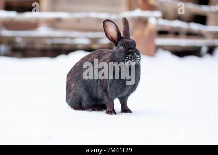 Wunderschönes, flauschiges, schwarzes Kaninchen im Winter im Park oder auf der Farm. Das Kaninchen wartet auf Essen. Stockfoto