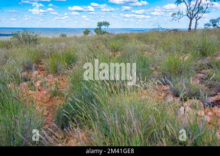 Einheimisches australisches Mitchell Grass (Astrebla lappacea), das zwischen metamorphen Quarzitfelsen am Mount Oxley an der Outback Rossmore Station wächst Stockfoto