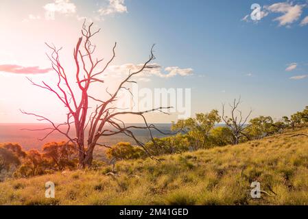 Ein toter Wüstenbaum aus Blutholz (Corymbia terminalis) bildet eine natürliche Skulptur auf dem Gipfel des Mount Oxley im Nordwesten von New South Wales, Australien Stockfoto