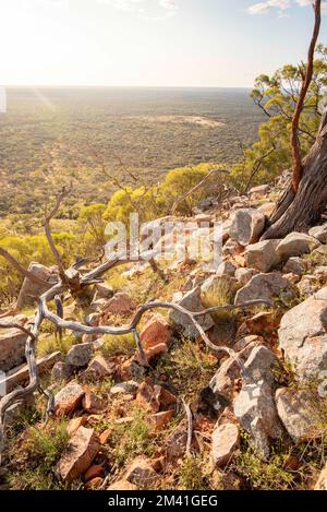 Ein gefallener toter Wüstenblutholzbaum (Corymbia terminalis) hängt am Felshang an der Seite des Mount Oxley im Nordwesten von New South Wales, Australien Stockfoto