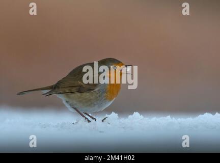 Europäischer Robin, Erithacus rubecula, in Frost, Dumfries, Schottland Stockfoto