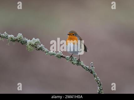 Europäischer Robin, Erithacus rubecula, in Frost, Dumfries, Schottland Stockfoto