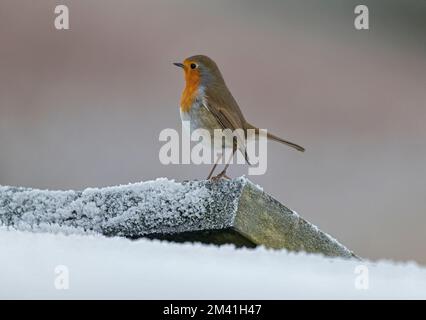 Europäischer Robin, Erithacus rubecula, in Frost, Dumfries, Schottland Stockfoto