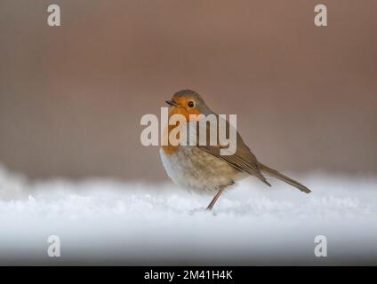 Europäischer Robin, Erithacus rubecula, in Frost, Dumfries, Schottland Stockfoto