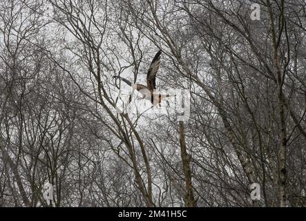 Roter Drachen, Milvus milvus, im Flug, durch eisige Bäume, Dumfries, Schottland Stockfoto