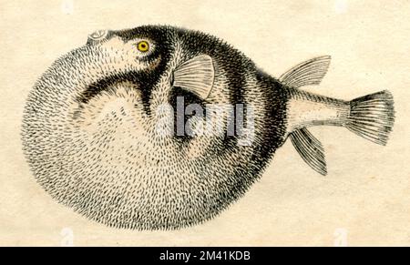 Weißfleckenpuffer Arothron hispidus, (Naturgeschichtbuch, 1861), Weißflecken-Kugelfisch Stockfoto