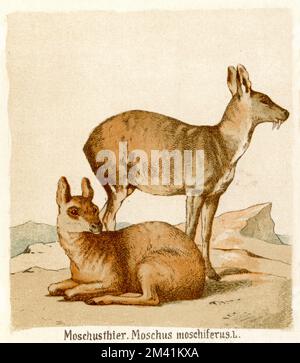 Moschus moschiferus, Sibirisches Moschustier (Biologiebuch, 1884) Stockfoto