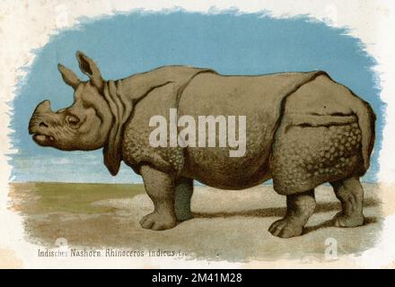 Indisches Nashorn Rhinoceros unicornis (Biologiebuch, 1884), Panzernashorn Stockfoto