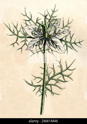 Teufel im Busch Nigella damascena, (Botanisches Buch, ), Jungfer im Grünen Stockfoto