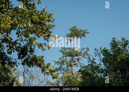 Himalayan Tarai Gray langur oder Northern Plains Gray langur Semnopithecus ajax in der Luft springen von einem Baum zu einem anderen jim corbett Nationalpark Stockfoto