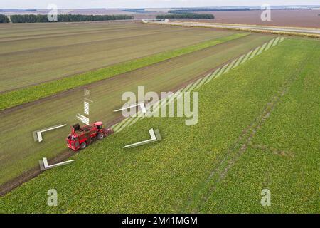 Autonome Erntemaschine auf dem Zuckerrübenfeld. Digitaler Wandel in der Landwirtschaft Stockfoto