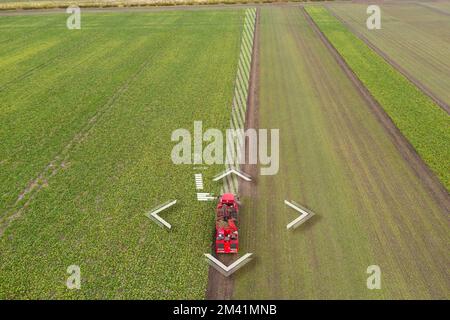 Autonome Erntemaschine auf dem Zuckerrübenfeld. Digitaler Wandel in der Landwirtschaft Stockfoto