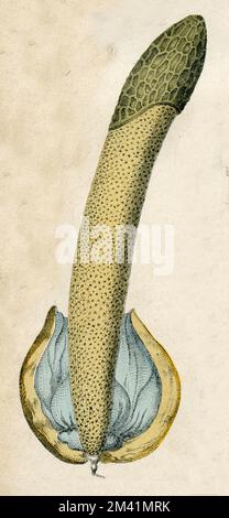 Stinkhorn Phallus impudicus, (Botanisches Buch, 1879), Stinkmorchel Stockfoto