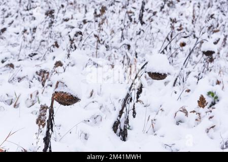 Feld toter Sonnenblumen, bedeckt mit Schnee Stockfoto