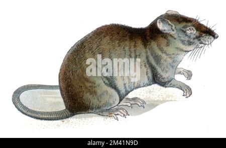 Braune Ratte Rattus norvegicus, (Zoologiebuch, 1913), Wanderratte Stockfoto