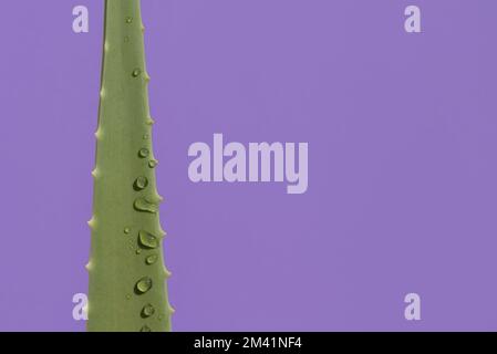 Zweig der Aloe-Pflanze mit Tau-Tropfen. Violetter Hintergrund. Speicherplatz kopieren Stockfoto