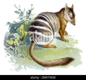 numbat Myrmecobius fasciatus, (Zoologiebuch, 1913), Numbat Stockfoto