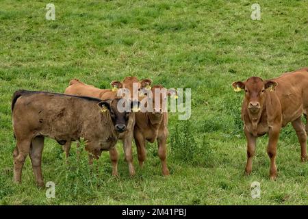 Eine Herde neugieriger Kälber aus braunem Rindfleisch steht auf einem grasbedeckten Bauernfeld in Nidderdale, North Yorkshire, mit gelben Ohrmarken. Stockfoto